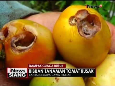 Cuaca buruk di Banjarnegara, tanaman tomat layu dan mati - iNews Siang 06/12