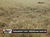 5000 hektar lebih tanaman padi terendam banjir, Petani merugi - iNews Malam 06/12
