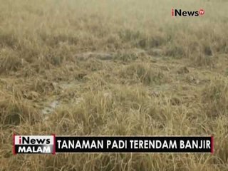 Descargar video: 5000 hektar lebih tanaman padi terendam banjir, Petani merugi - iNews Malam 06/12