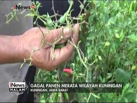 Gagal panen cabai, Petani merugi hingga puluhan juta Rupiah - iNews Malam 08/01