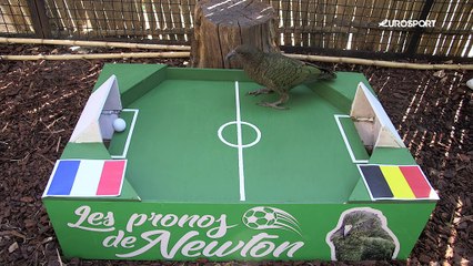 Le prono de Newton : pour notre kéa, France-Belgique sera spectaculaire