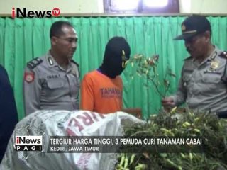 3 Pemuda ditangkap Polisi saat dipergoki mencuri cabai dikebun warga - iNews Pagi 11/01