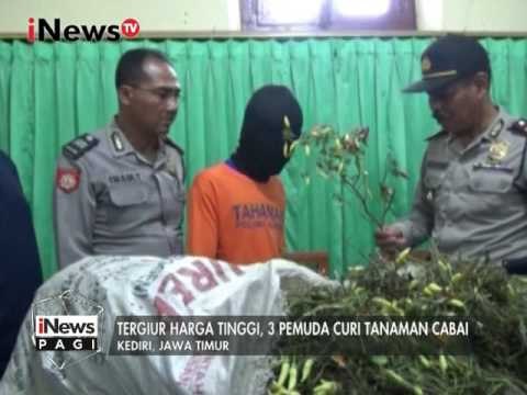 3 Pemuda ditangkap Polisi saat dipergoki mencuri cabai dikebun warga - iNews Pagi 11/01