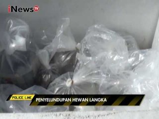 Penyelundupan hewan langka, petugas tangkap warga Rusia di Bali - Police Line 14/01