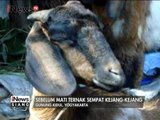 3 Hewan Kambing Milik Warga Gunung Kidul, Yogyakarta Mati Mendadak - iNews Siang 24/01