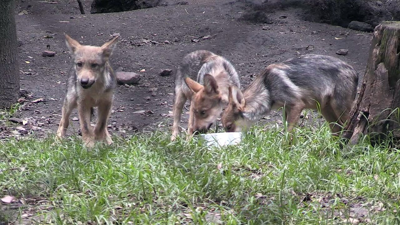 Pequenos e selvagens