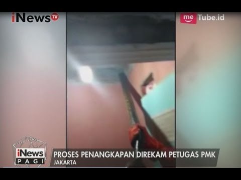 Video Amatir, Penangkapan Ular Sanca Diatas Atap Rumah Warga - iNews Pagi 16/05