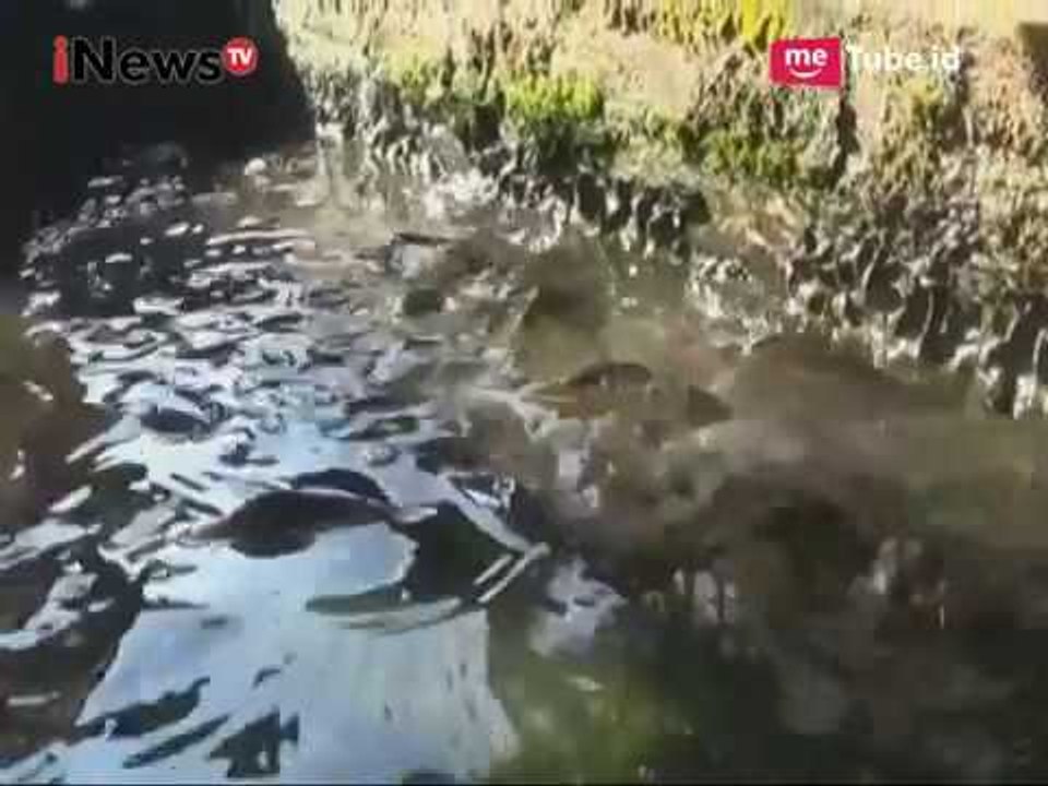 Di Banjarnegara Harga Ikan Air Tawar Terus Merangkak Naik - iNews Siang 28/05