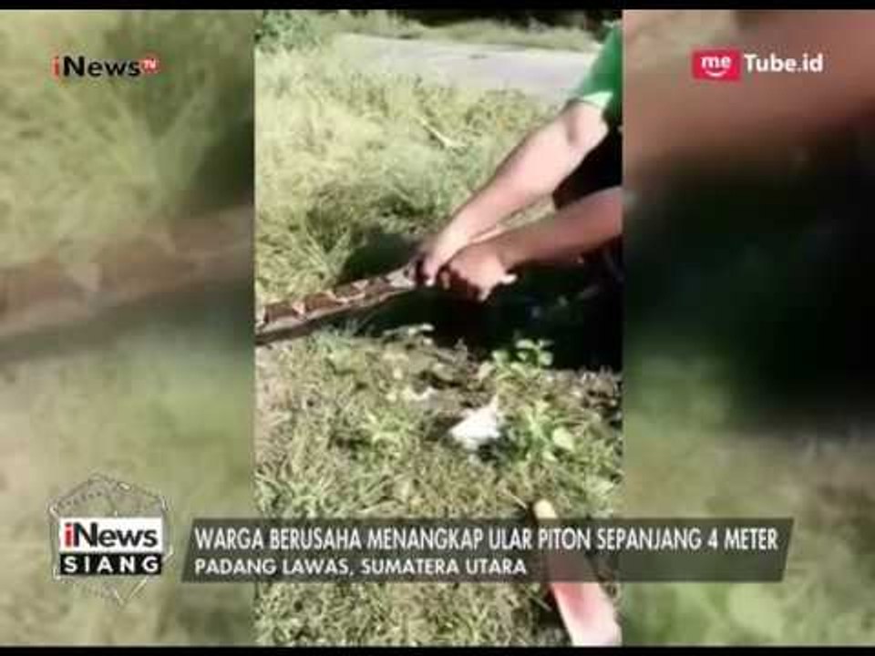 Warga Desa Padang Lawas, Sumut Dikejutkan Dengan Penemuan Ular Piton - iNews Siang 02/06