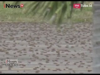 Hama Belalang Serang Bandara Umbu Wehang NTT - iNews Siang 11/06