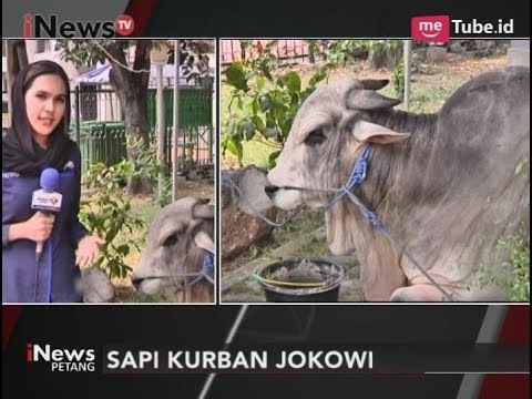 Sapi Presiden & Wapres JK Sudah Sampai di Masjid Istiqlal - iNews Petang 31/08