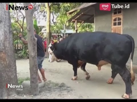 Kliwon, Sapi yang Dibeli Presiden Jokowi Diarak Berkeliling Sebelum Disembelih - iNews Pagi 01/09