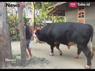 Kliwon, Sapi yang Dibeli Presiden Jokowi Diarak Berkeliling Sebelum Disembelih - iNews Pagi 01/09
