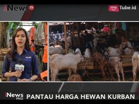 Semakin Dekat Idul Adha, Harga Hewan Qurban Alami Kenaikan Hingga 1 Juta - iNews Pagi 29/08