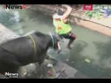 Cerita Pemotongan Hewan Qurban, Dari Sapi Mengamuk Hingga Masuk Kali - iNews Petang 01/09