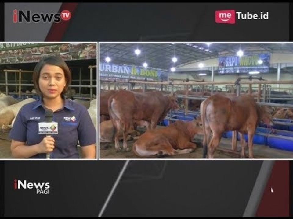 Mall Qurban Haji Doni Sajikan Sapi Premium Dengan Harga 75 - 200 Juta - iNews Pagi 22/08