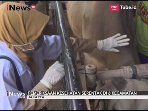 Petugas Dinas KPKP Periksa Hewan Qurban di Jakarta Utara - iNews Pagi 22/08