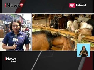 Para Pedagang Hewan Qurban di Tanah Abang Telah Mempersiapkan Surat Layak Hewan - iNews Siang 23/08