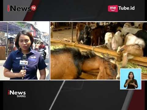 Para Pedagang Hewan Qurban di Tanah Abang Telah Mempersiapkan Surat Layak Hewan - iNews Siang 23/08