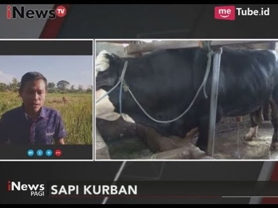 Presiden Jokowi Beli Sapi Seberat 1,1 Ton Untuk di Qurbankan di Polewali - iNews Pagi 25/08