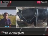 Presiden Jokowi Beli Sapi Seberat 1,1 Ton Untuk di Qurbankan di Polewali - iNews Pagi 25/08