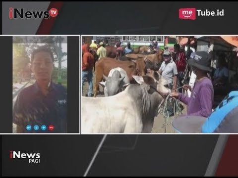 Ditemukan Hewan Qurban Tak Layak, Warga Jatim di Minta Waspada Sapi Modifikasi - iNews Pagi 24/08