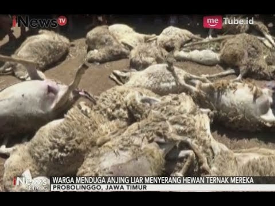 Diduga Diserang Anjing Liar, Puluhan Hewan Ternak Mati Mendadak di Probolinggo - iNews Petang 27/08