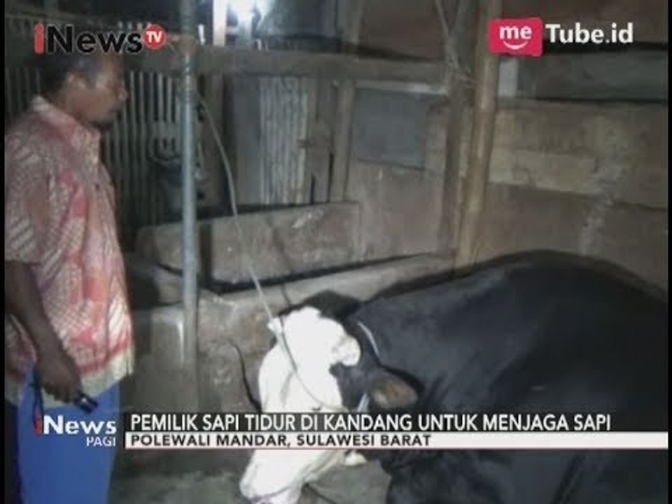Sejak Sapinya Dibeli Presiden, Pemilik Sapi Tidur Dikandang untuk Menjaga Sapi - iNews Pagi 31/08