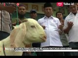 Wujud Nyata Kepedulian Kepada Masyarakat, DPP Perindo Sumbang 2 Hewan Qurban - iNews Pagi 03/09