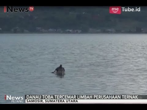 Danau Toba Kebanggaan Warga Sumut Terancam Tercemar Perusahaan Ternak - iNews Petang 04/09