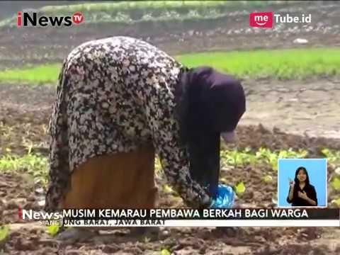 Sungai Mengering, Warga Manfaatkan Tanah Pinggir Sungai Sebagai Lahan Bertani - iNews Siang 05/09