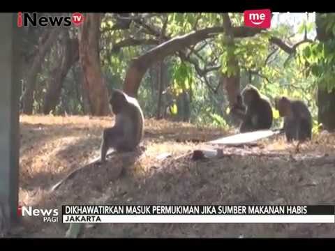 Sumber Makanan Berkurang, Kawanan Monyet Liar Turun ke Jalan - iNews Pagi 10/09