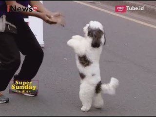 Mengajari Hewan Peliharaan untuk Beratraksi Part 05 - iNews Pagi Super Sunday 10/09