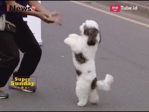 Mengajari Hewan Peliharaan untuk Beratraksi Part 05 - iNews Pagi Super Sunday 10/09