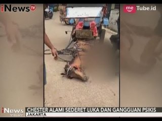 Chester Sang Kuda yang Sempat Viral Dianiaya Pemiliknya Kini Sudah Membaik - iNews Malam 13/09