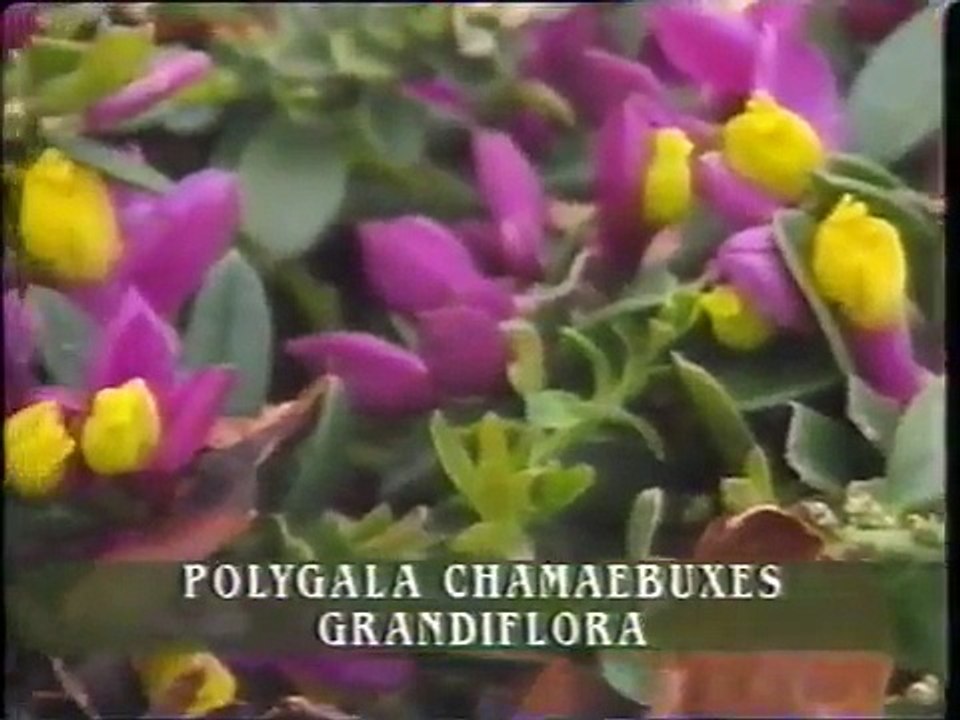 Gardeners' World [1991] 04