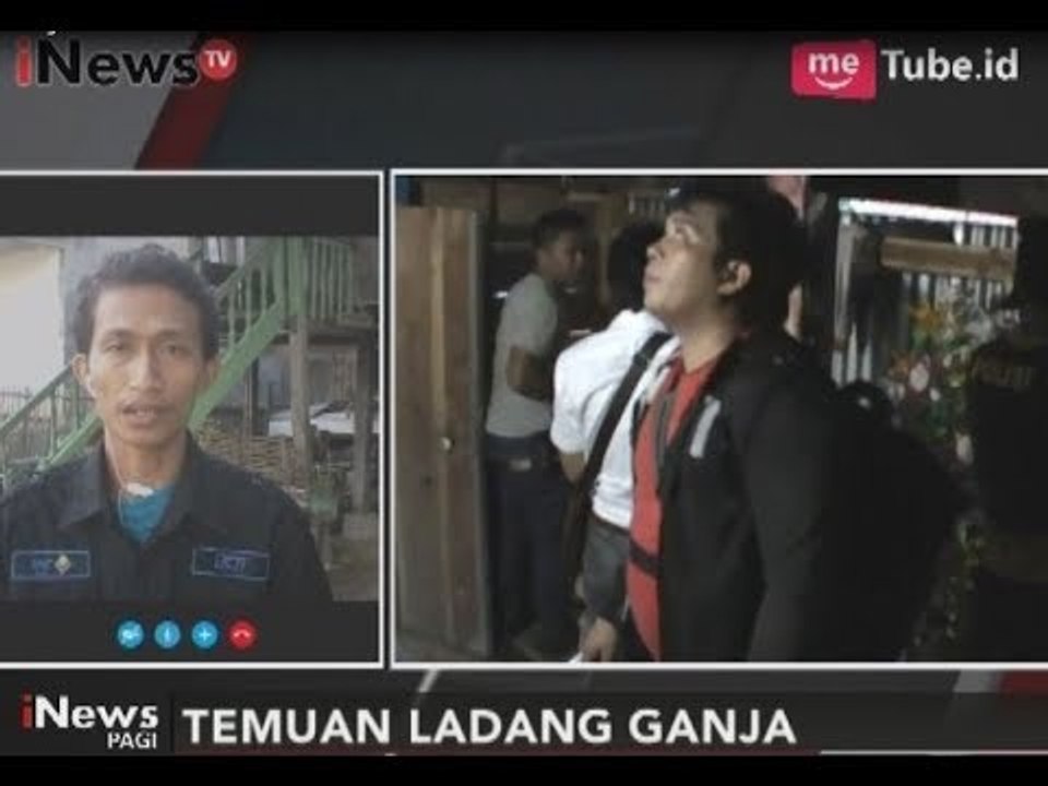 Pasca Penemuan Ladang Ganja, Polisi Menduga Para Pelaku Ingin Menjual ke Makassar - iNews Pagi 14/09