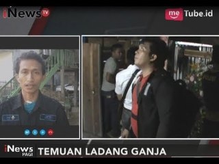Pasca Penemuan Ladang Ganja, Polisi Menduga Para Pelaku Ingin Menjual ke Makassar - iNews Pagi 14/09