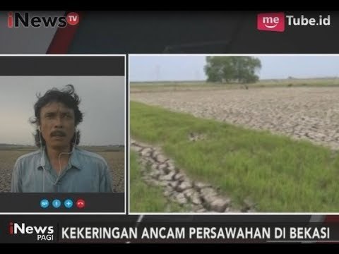 Alami Kekeringan, Sawah di Bekasi Terancam Gagal Panen - iNews Pagi 20/09