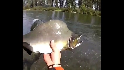 Ugly Humpback (Pink) Salmon