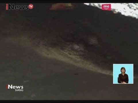 Heboh! Warga Temukan Buaya di Rumah Warga - iNews Siang 14/10