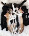 Little cats sitting on Bed waiting their Mommy & born kitties