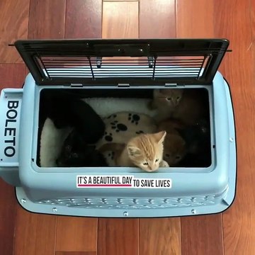 How what a beautiful kitties i just bought & New home kitties