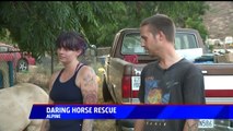 Man Risks Life to Save 20 Horses from California Wildfire