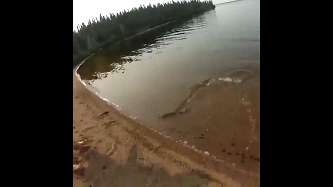 Predator Vs Prey. Northern Pike