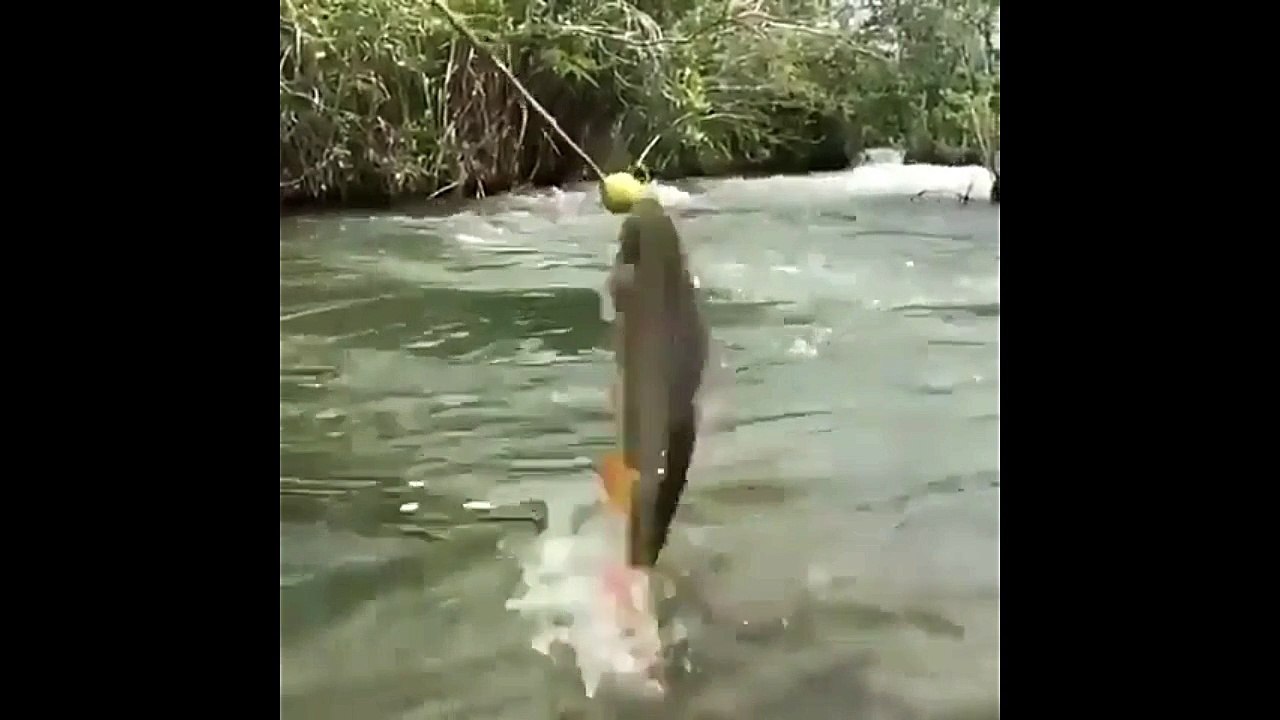 Gymnast Fish