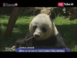 Hore!! Tidak Lama Lagi Sepasang Panda Bisa Ditampilkan di Taman Safari Indonesia - iNews Malam 01/11