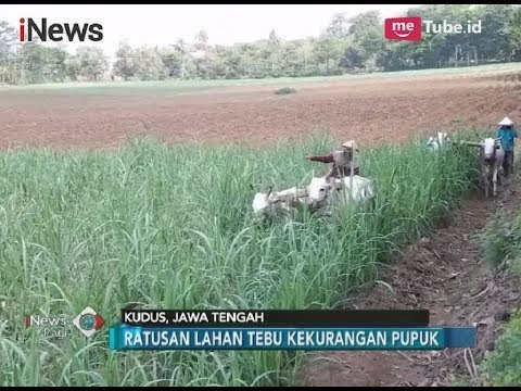Petani Tebu Kekurangan Pupuk, Panen Tebu Ditahun Depan Terancam Buruk - iNews Pagi 13/11