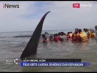 Kritis!! 9 Paus Dehidrasi & Kepanasan Karena Terdampar di Bibir Pantai Aceh - iNews Malam 13/11