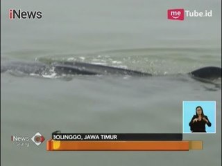 Peduli Ekosistem, Polair Jaga Keberadaan Hiu Tutul di Perairannya - iNews Siang 07/12